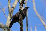 White-winged Chough